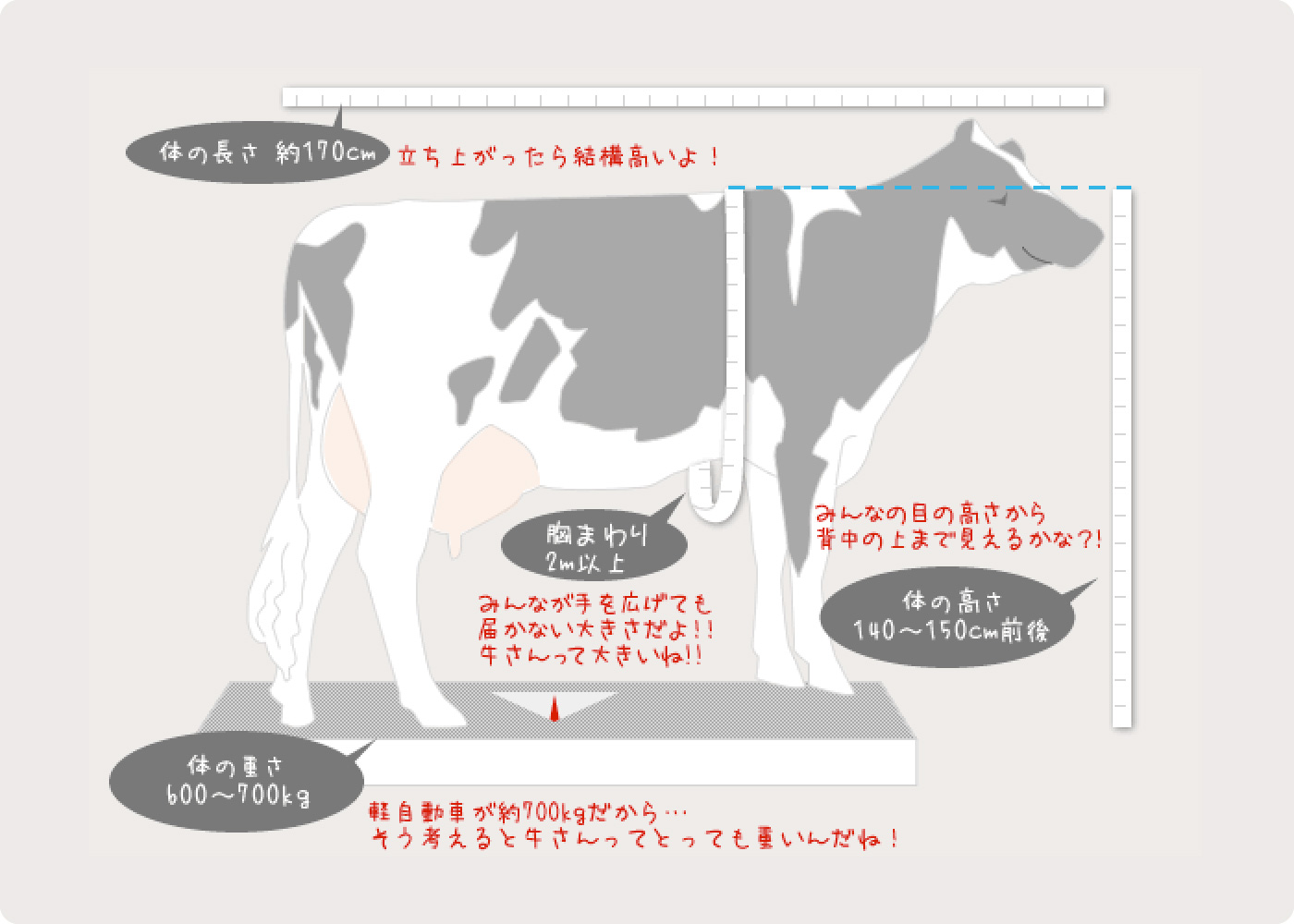 牛の体