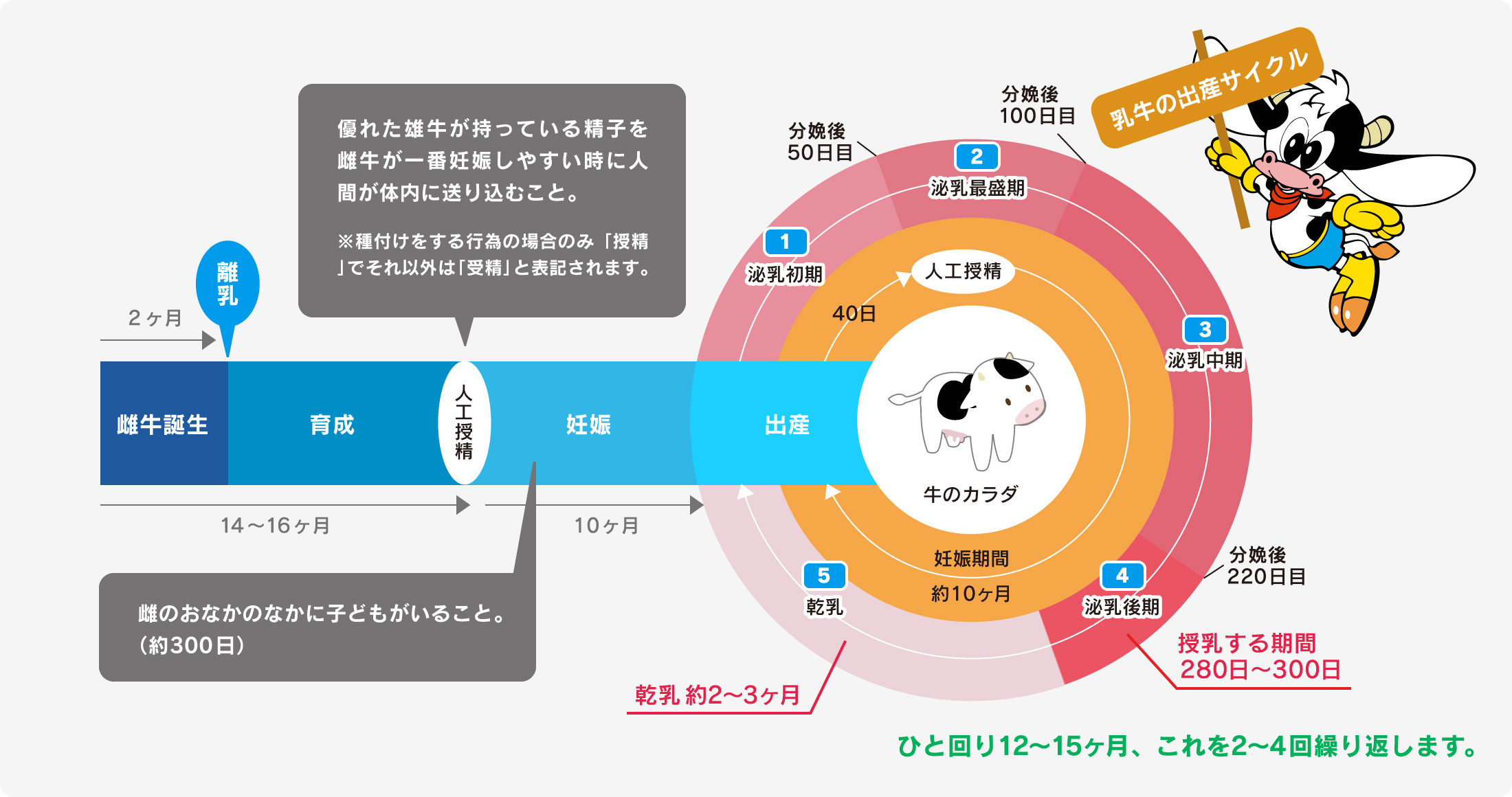 乳牛の出産サイクル