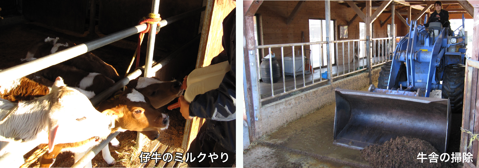 仔牛のミルクやり・牛舎の掃除