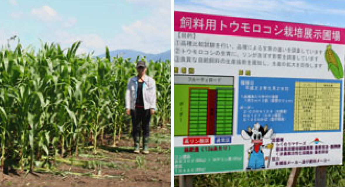 飼料用トウモロコシ展示圃場