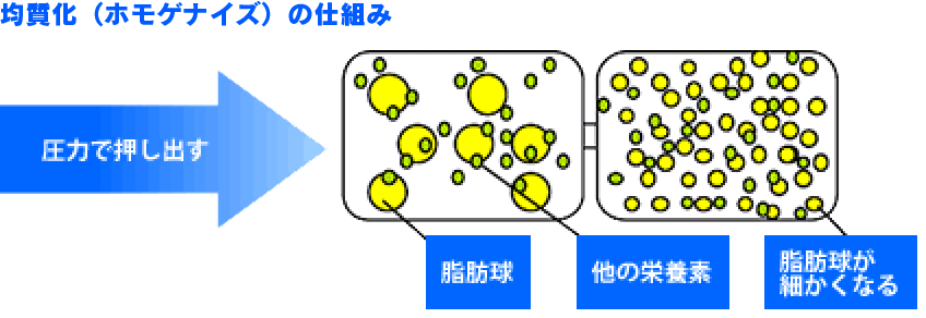 均質化（ホモゲナイズ）の仕組み