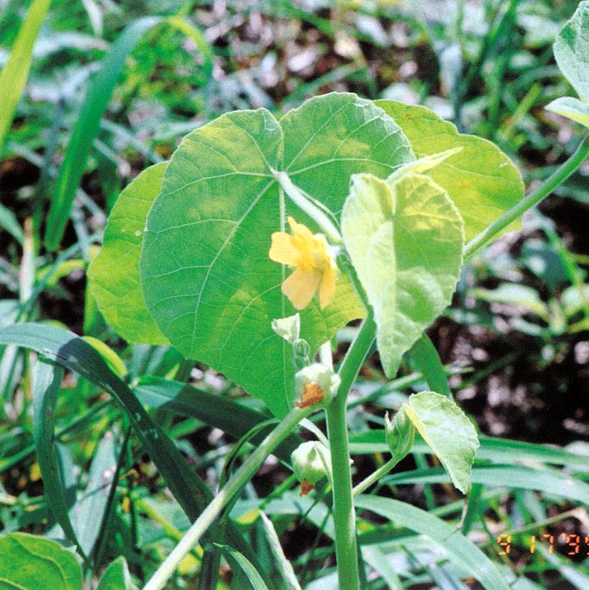 飼料畑雑草 アオイ科 ナス科 キク科 らくのうマザーズ